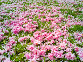 Naklejka premium A garden carpet of wild pink cherry flowers on lawn. Sakura flowers. Prunus Serrulata.