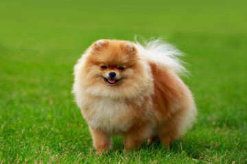 The dog breed pomeranian spitz