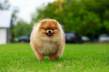 The dog breed pomeranian spitz