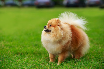 The dog breed pomeranian spitz