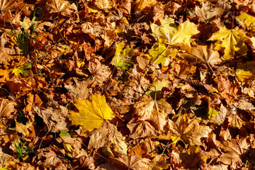 Background of the autumn maple leaves