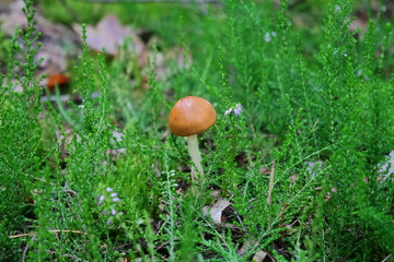 beautiful mushroom in green Heather in the forest. flowering Heather, young beautiful mushroom. not an edible mushroom in the forest in the grass. fresh air and walks in the forest for health