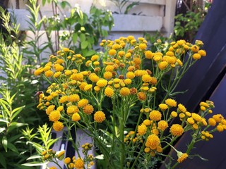 Tansy (Tanacetum Vulgare), is a perennial, herbaceous flowering plant of the Aster family,...