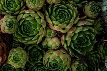 Fototapeta premium echeveria texture