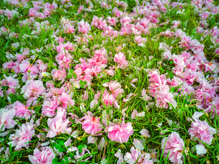 A garden carpet of wild cherry flowers on lawn. Sakura flowers. Prunus Serrulata.