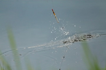 float for fishing on the water. the float jumps out of the water. water surface. the float is reflected in the water. drops on water. a fisherman catches a fish. old vintage float