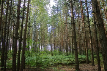 high beautiful forest with ferns and sun. tall trees in the forest. the sun shines through the trees in the young forest. birch grove with pines. walks in the clean forest. travel to nature in Europe.