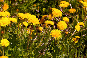 Yellow dandelions grow and reach for the sun in a spring field.