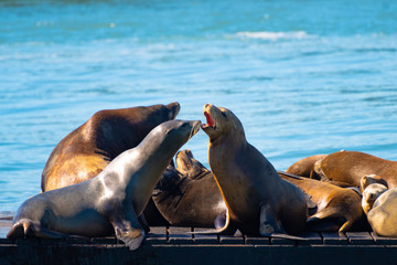 Fototapeta premium Pier 39, Fishermans/ Fisherman's Wharf. Group of California Sea Lions/Seals relaxing, sunbathing and barking on a pier by the ocean in San Francisco on a sunny summer day.
