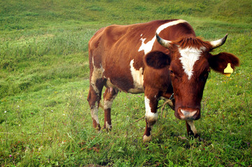 Fototapeta na wymiar In the summer, a brown cow eats green grass in the meadow.