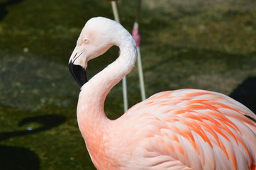 Flamingo in the outdoors during summer
