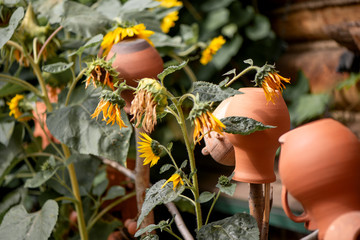 clay jugs hanging on the fence among the sunflowers