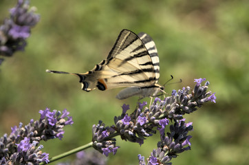 Iphiclides podalirius; scarce swallowtail butterfly in rural Tuscany