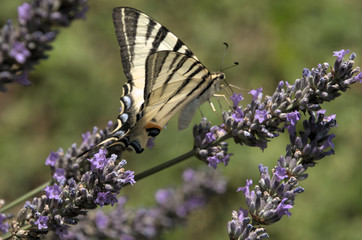 Iphiclides podalirius; scarce swallowtail butterfly in rural Tuscany