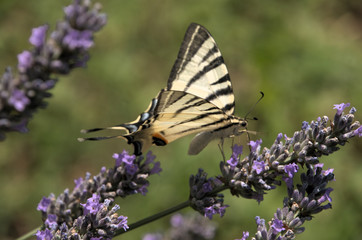 Iphiclides podalirius; scarce swallowtail butterfly in rural Tuscany