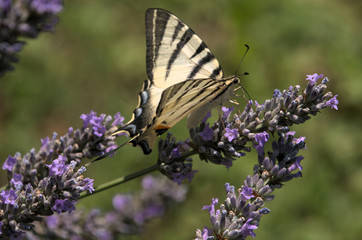 Iphiclides podalirius; scarce swallowtail butterfly in rural Tuscany