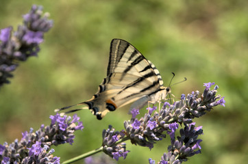 Iphiclides podalirius; scarce swallowtail butterfly in rural Tuscany