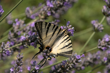 Iphiclides podalirius; scarce swallowtail butterfly in rural Tuscany