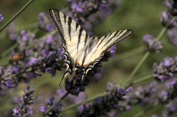 Iphiclides podalirius; scarce swallowtail butterfly in rural Tuscany