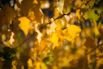 OTOÑO PASEO SALAMANCA