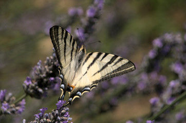 Iphiclides podalirius; scarce swallowtail butterfly in rural Tuscany