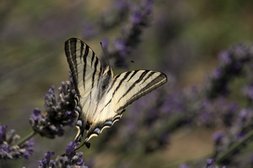 Iphiclides podalirius; scarce swallowtail butterfly in rural Tuscany