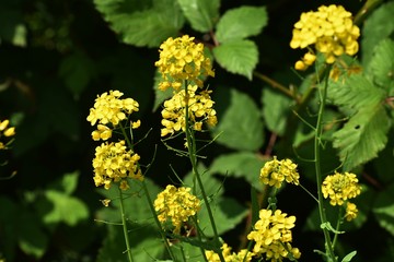Rapeseed flowers (Brassica napus), also known as rape, oilseed rape, is a bright-yellow flowering...
