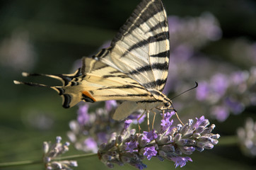 Iphiclides podalirius; scarce swallowtail butterfly in rural Tuscany