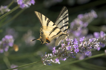 Iphiclides podalirius; scarce swallowtail butterfly in rural Tuscany