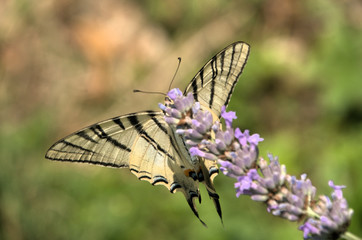 Iphiclides podalirius; scarce swallowtail butterfly in rural Tuscany