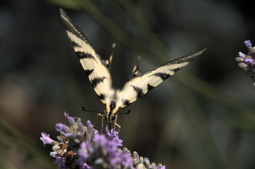 Iphiclides podalirius; scarce swallowtail butterfly in rural Tuscany