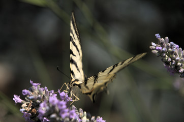 Iphiclides podalirius; scarce swallowtail butterfly in rural Tuscany