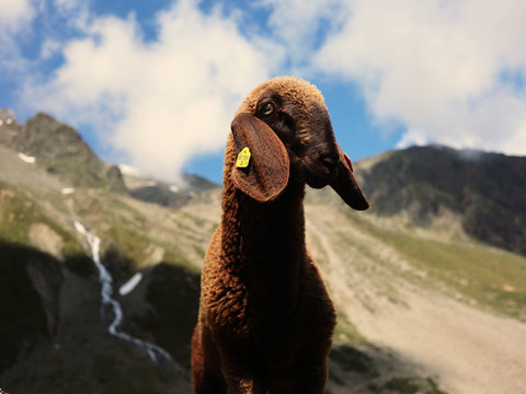Closeup Portrait of Rare Brown Alpine Sheep Tiroler Bergschaf breed with long ears standing in Austrian Alps, L&auml;ngenfeld Tiroler mountain range. &Ouml;tztaler alps. Snow and mountains in the background.