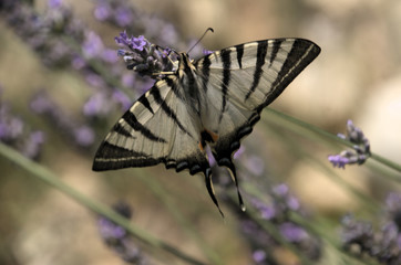 Iphiclides podalirius; scarce swallowtail butterfly in rural Tuscany