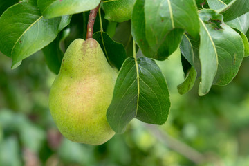 Fresh ripe pears on pear tree in fruit garden