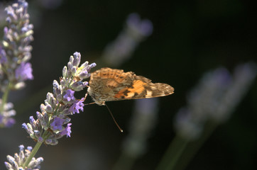 Vanessa cardui; painted lady butterfly in rural Tuscany