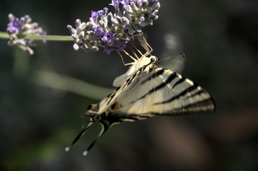 Iphiclides podalirius; scarce swallowtail butterfly in rural Tuscany