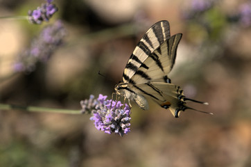 Iphiclides podalirius; scarce swallowtail butterfly in rural Tuscany