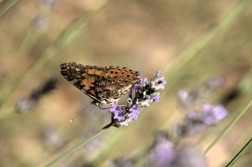 Vanessa cardui; painted lady butterfly in rural Tuscany