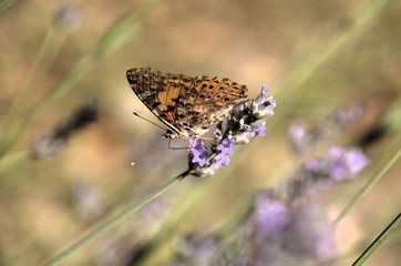 Vanessa cardui; painted lady butterfly in rural Tuscany
