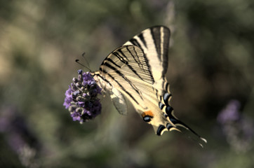 Iphiclides podalirius; scarce swallowtail butterfly in rural Tuscany
