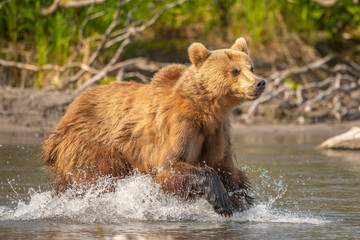 Ruling the landscape, brown bears of Kamchatka (Ursus arctos beringianus)