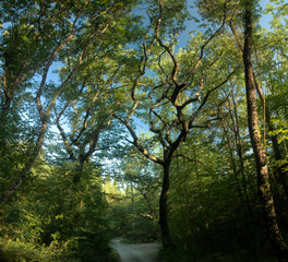 Canopy of Tuscan woods