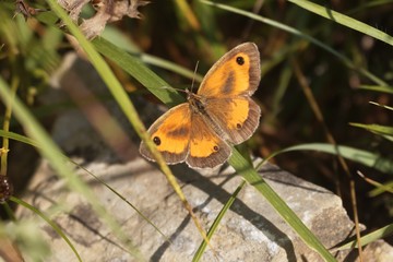 Gatekeeper or hedge brown butterfly, Pyronia tithonus