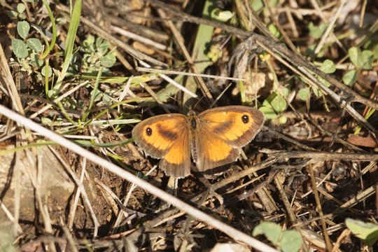 Gatekeeper or hedge brown butterfly, Pyronia tithonus