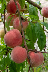 Ripe sweet peach fruits growing on a tree branch