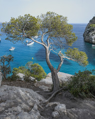 Cala Macarelleta view with Mediterranean pine in the foreground