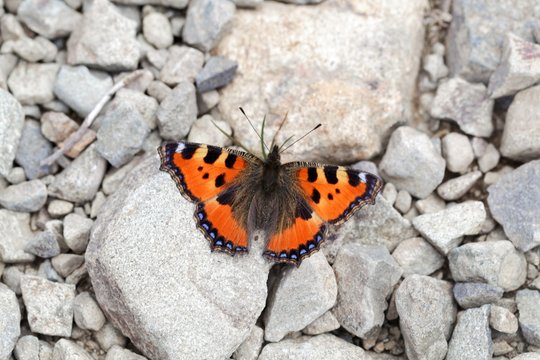 Small tortoiseshell butterfly, Aglais urticae