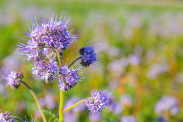 Rainfarn-Büschelschön (Phacelia tanacetifolia), eine Pflanze auf einem Feld, die im Herbst wächst