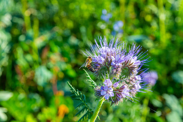 Rainfarn-B&uuml;schelsch&ouml;n (Phacelia tanacetifolia) und eine Biene